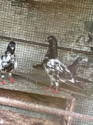 Pigeon
