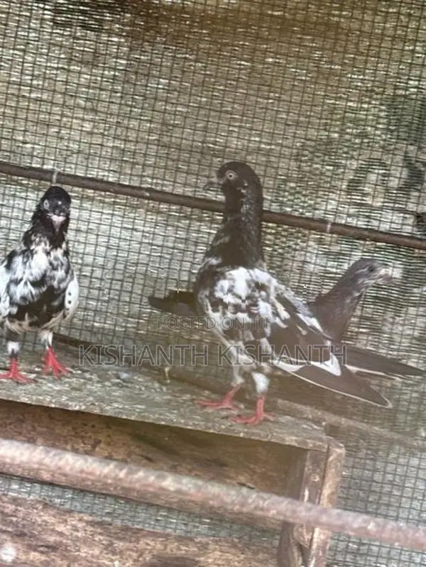 Pigeon