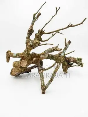 drift wood