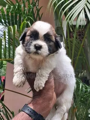 Shih Tzu Male Puppy