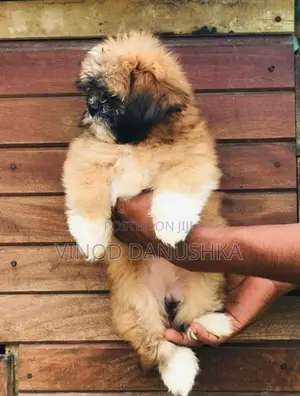 Shih Tzu Puppies