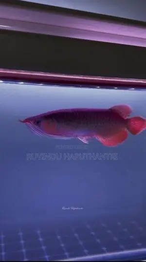 Chili Red Arowana