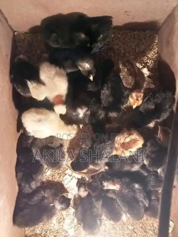 ගම් කුකුළු පැටව් විකිණීමට ඇත