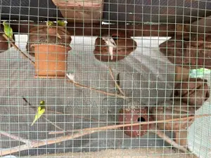 Love Birds
