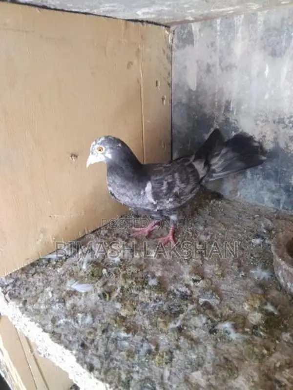 Pigeons