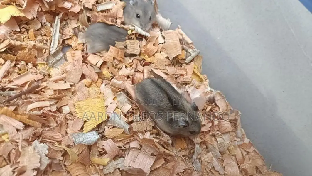 Hamster
