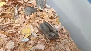 Hamster