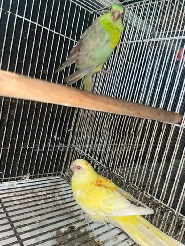 Red Rump Breeding Pair