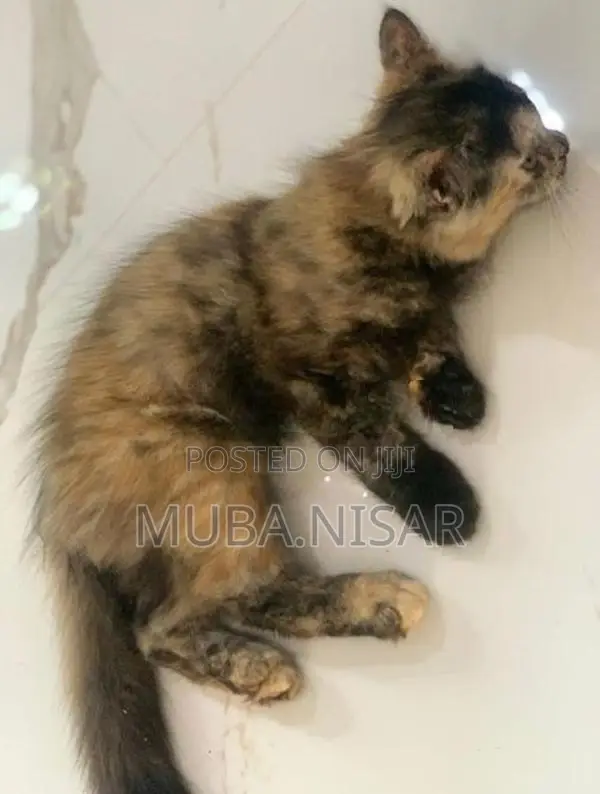 Percian cat
