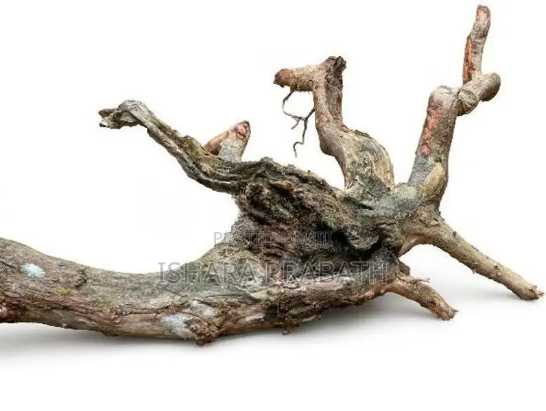 drift wood