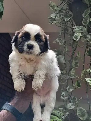Shih Tzu Male Puppy