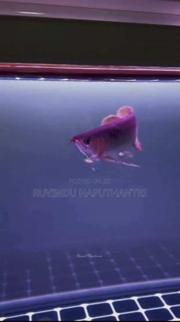 Chili Red Arowana