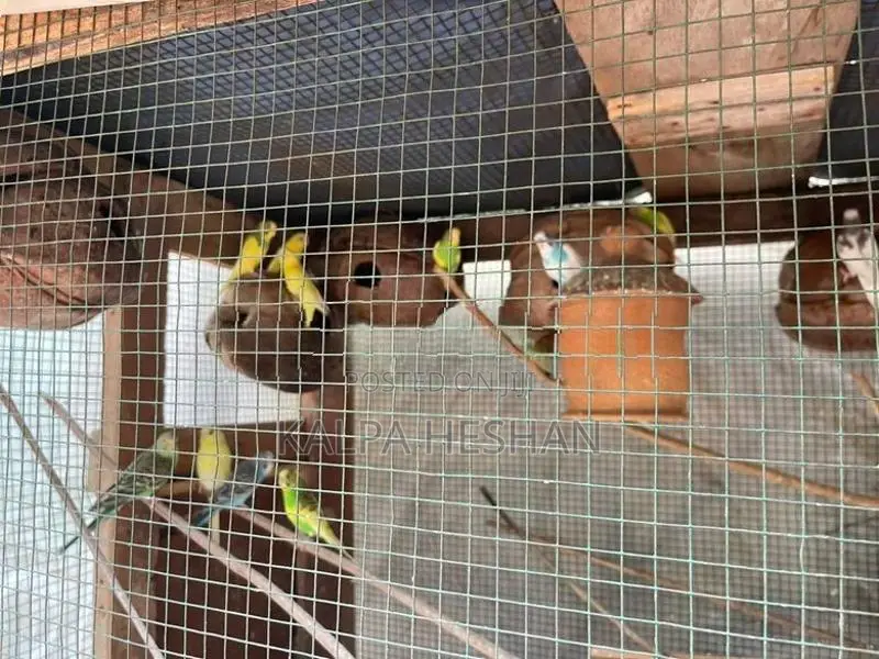 Love Birds