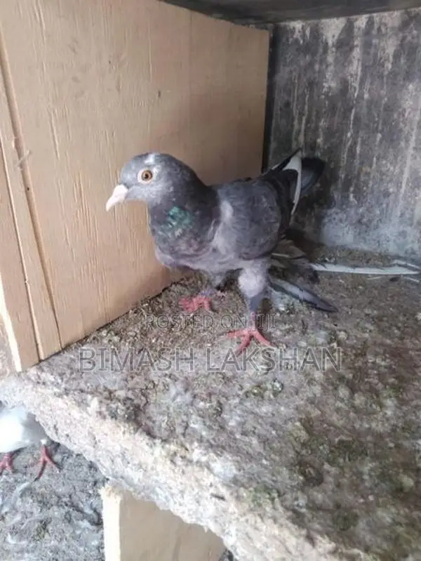 Pigeons