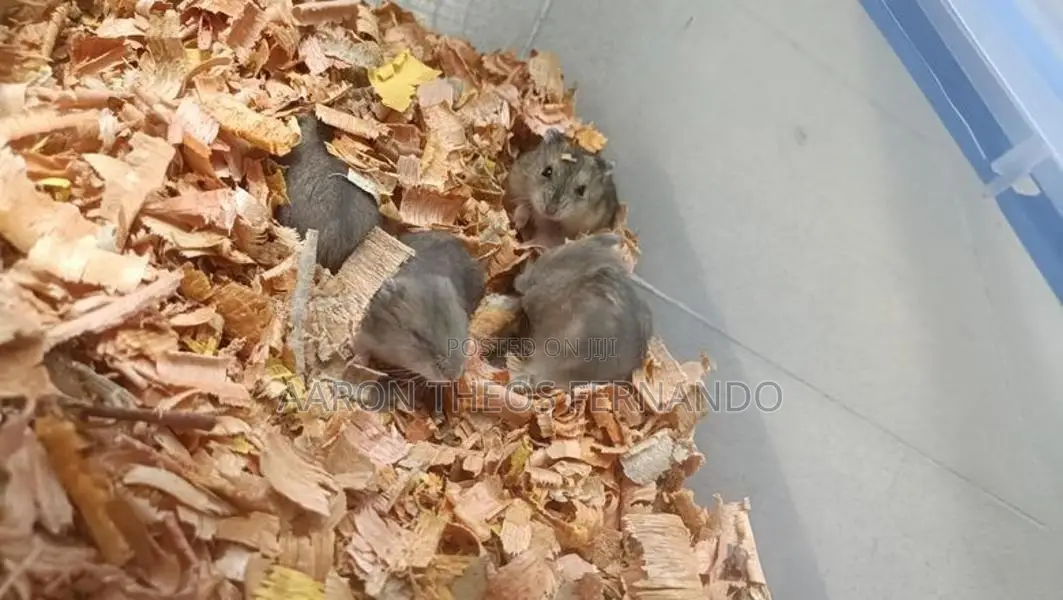 Hamster
