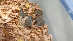 Hamster
