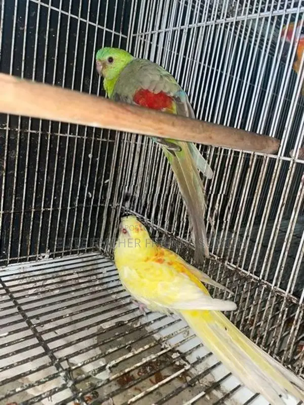 Red Rump Breeding Pair