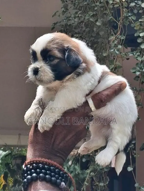Shih Tzu Male Puppy