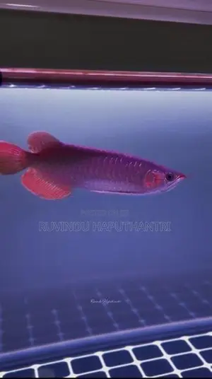 Chili Red Arowana