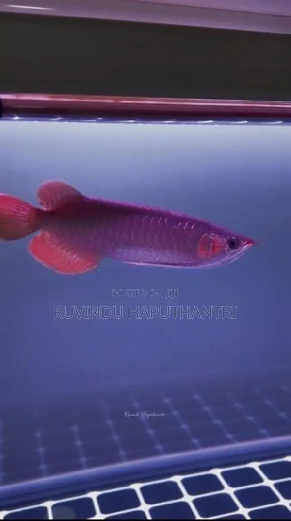 Chili Red Arowana