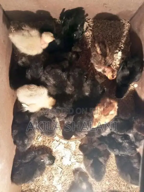 ගම් කුකුළු පැටව් විකිණීමට ඇත