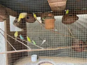 Love Birds