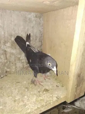 Pigeons