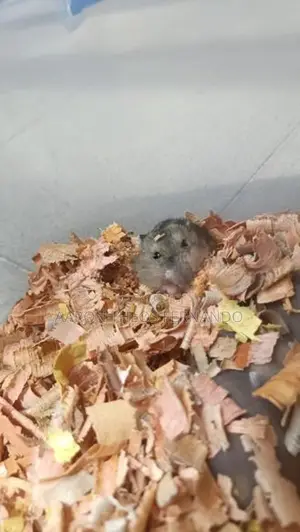 Hamster