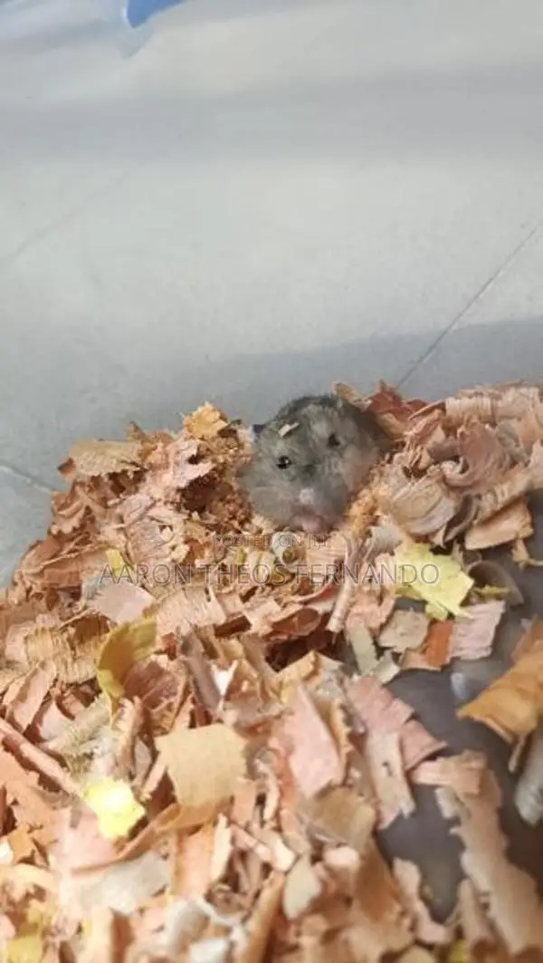 Hamster