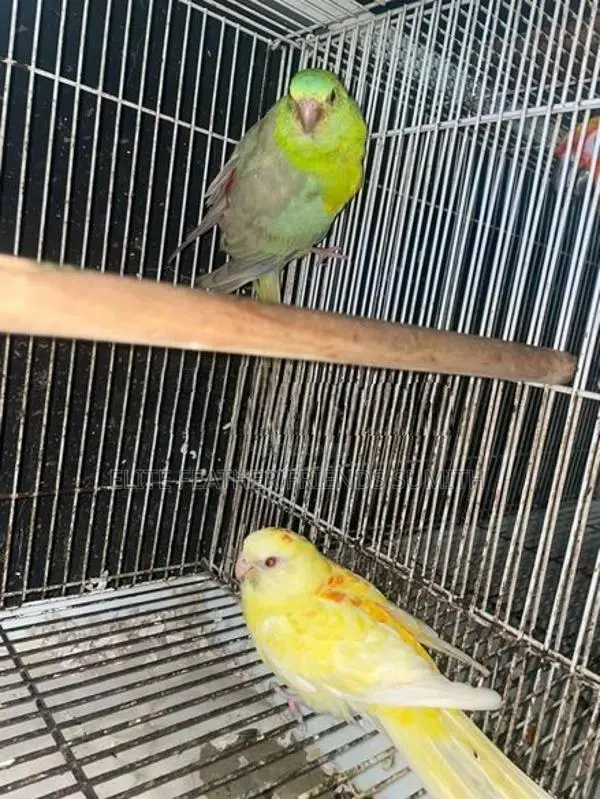 Red Rump Breeding Pair