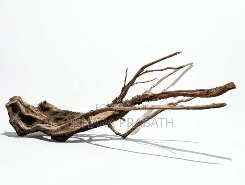 drift wood