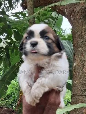 Shih Tzu Male Puppy