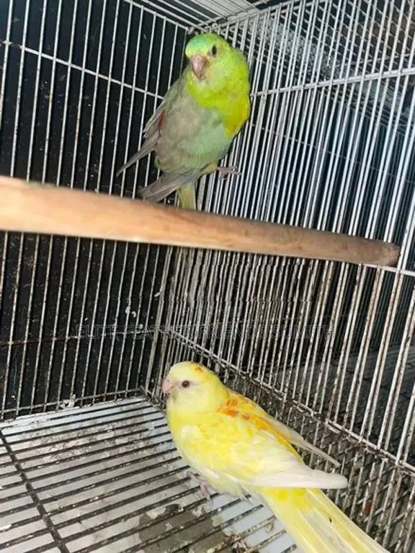 Red Rump Breeding Pair