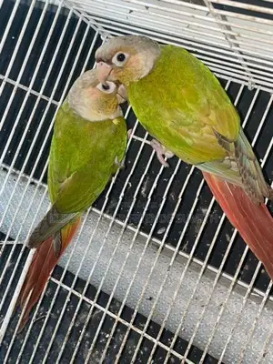 Pineapple Conure Breeding Pair