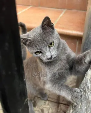 british shorthair