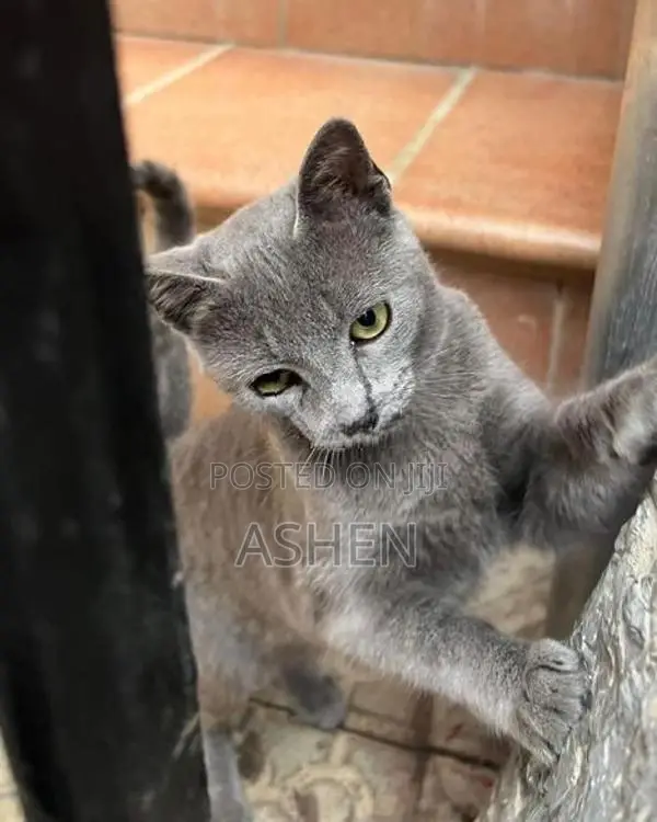 british shorthair