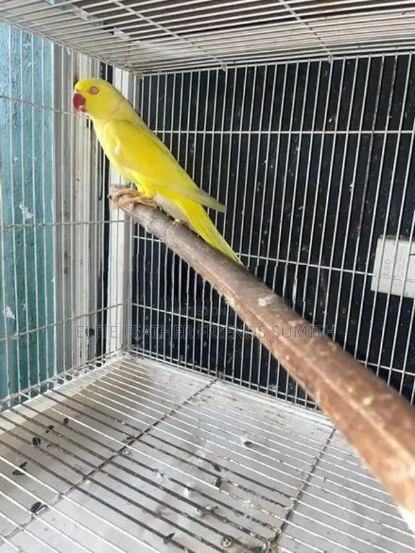 Yellow Indian Ring Male