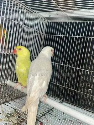 INDIAN RING NECK