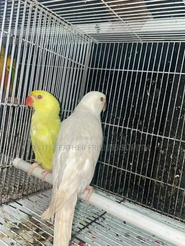 INDIAN RING NECK