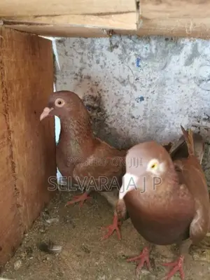 pigeons