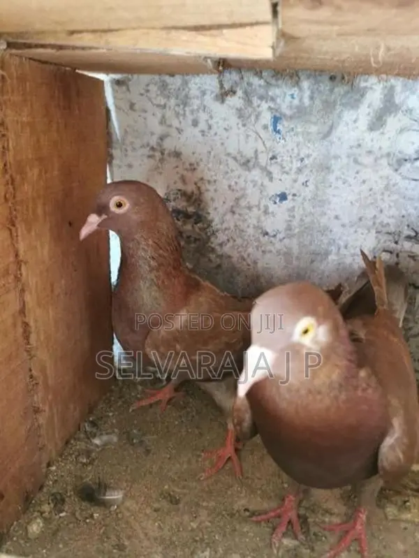 pigeons