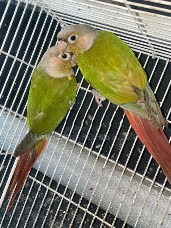 Pineapple Conure Breeding Pair