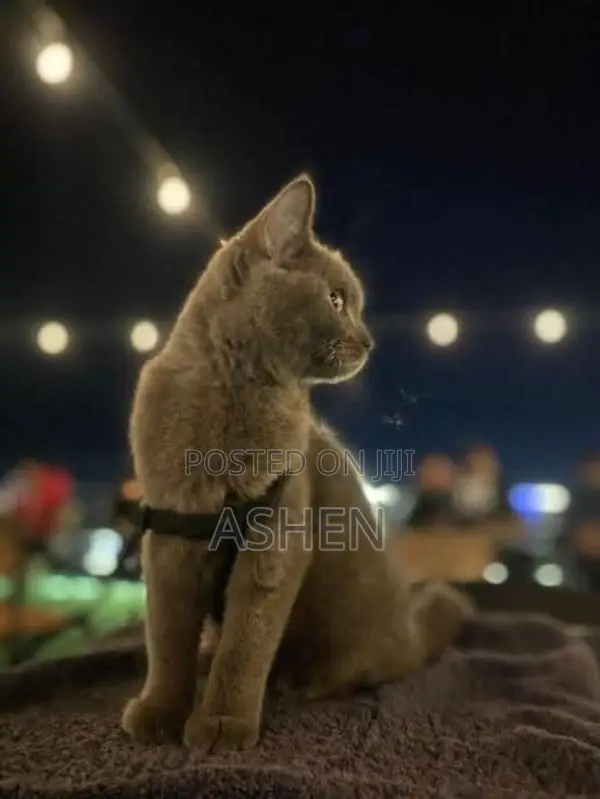 british shorthair
