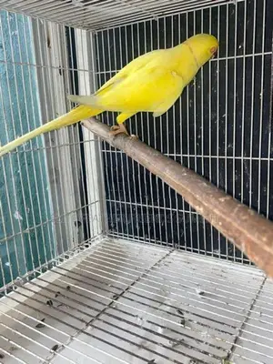 Yellow Indian Ring Male