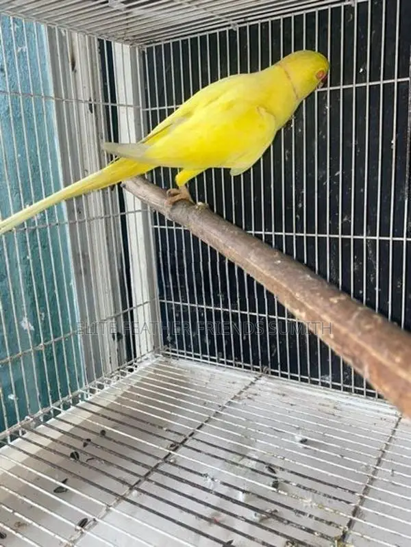 Yellow Indian Ring Male