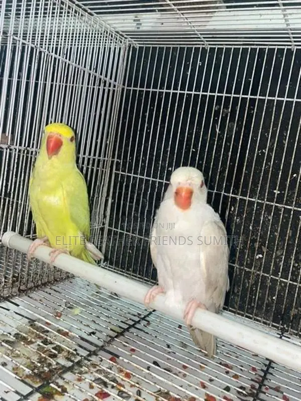 INDIAN RING NECK