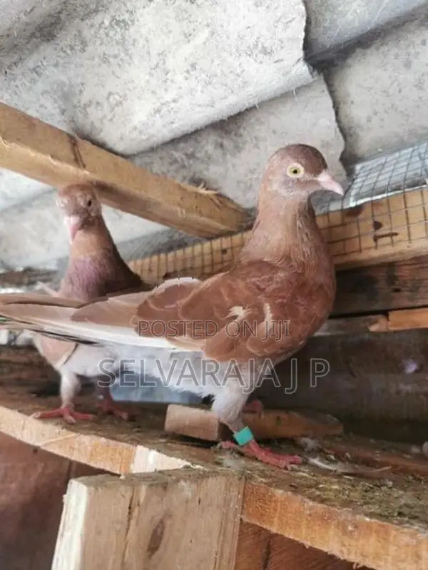 pigeons