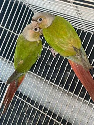 Pineapple Conure Breeding Pair