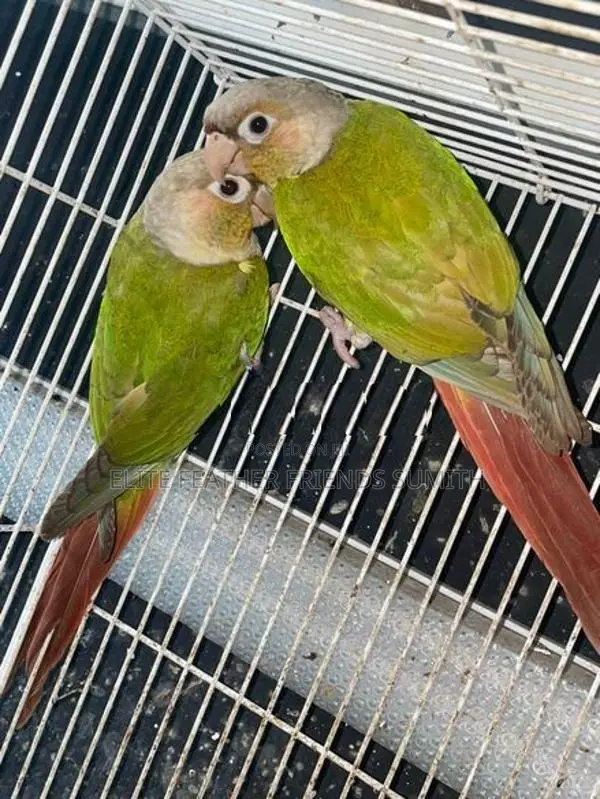Pineapple Conure Breeding Pair