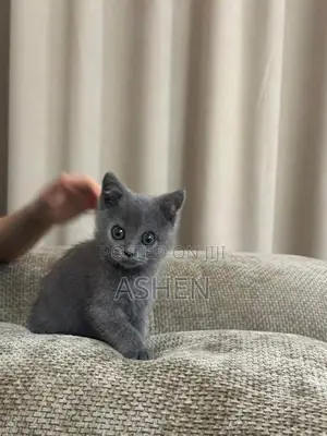 british shorthair